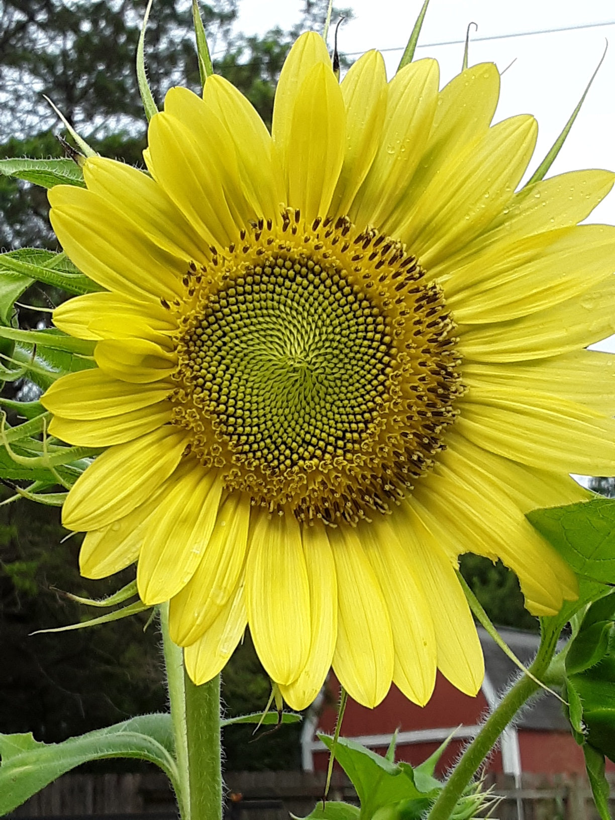 Sunflower, Chiffon Yellow