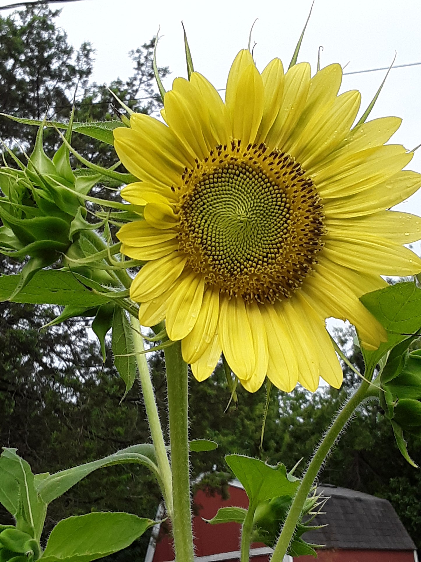 Sunflower, Chiffon Yellow