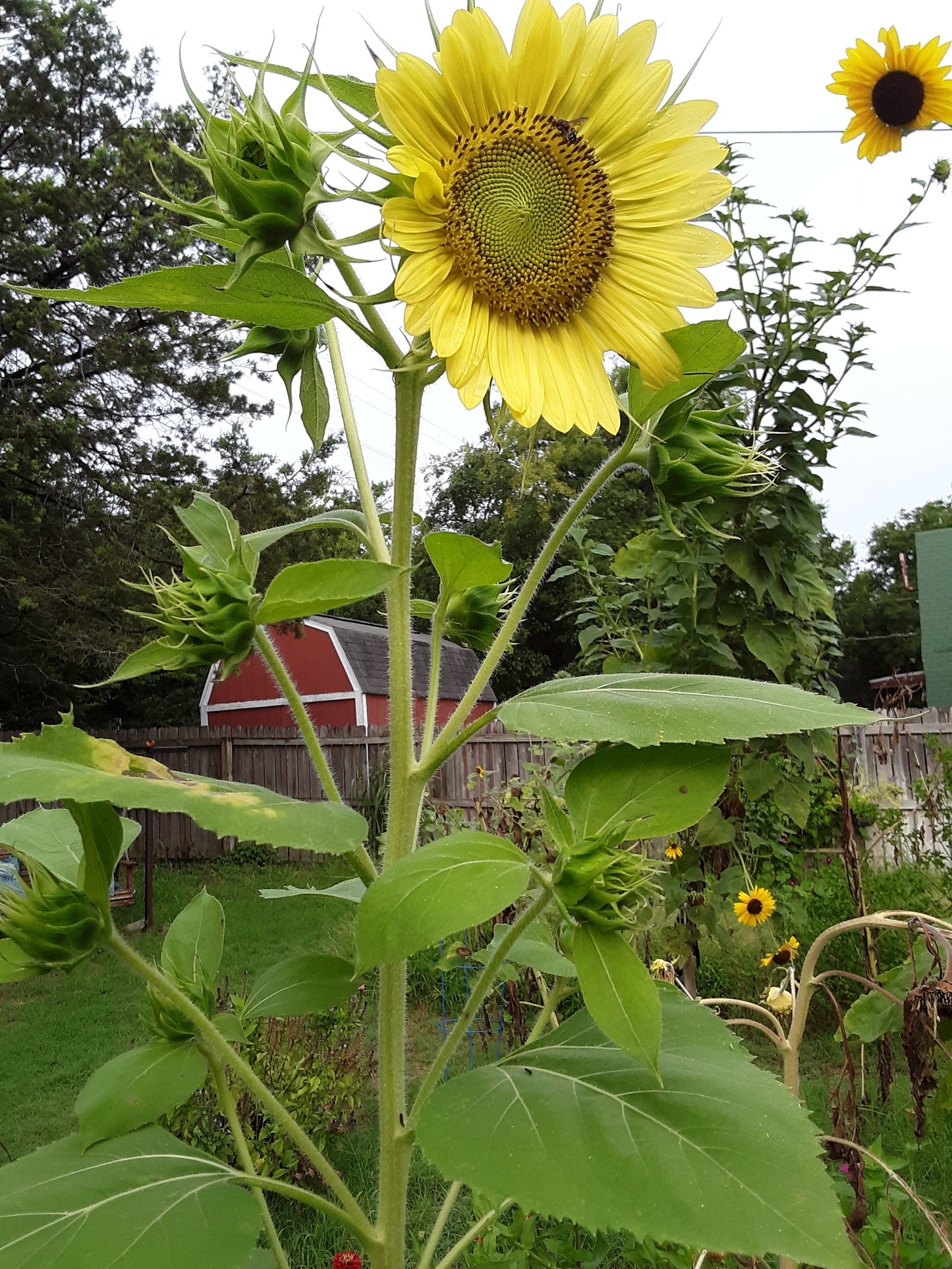 Sunflower, Chiffon Yellow