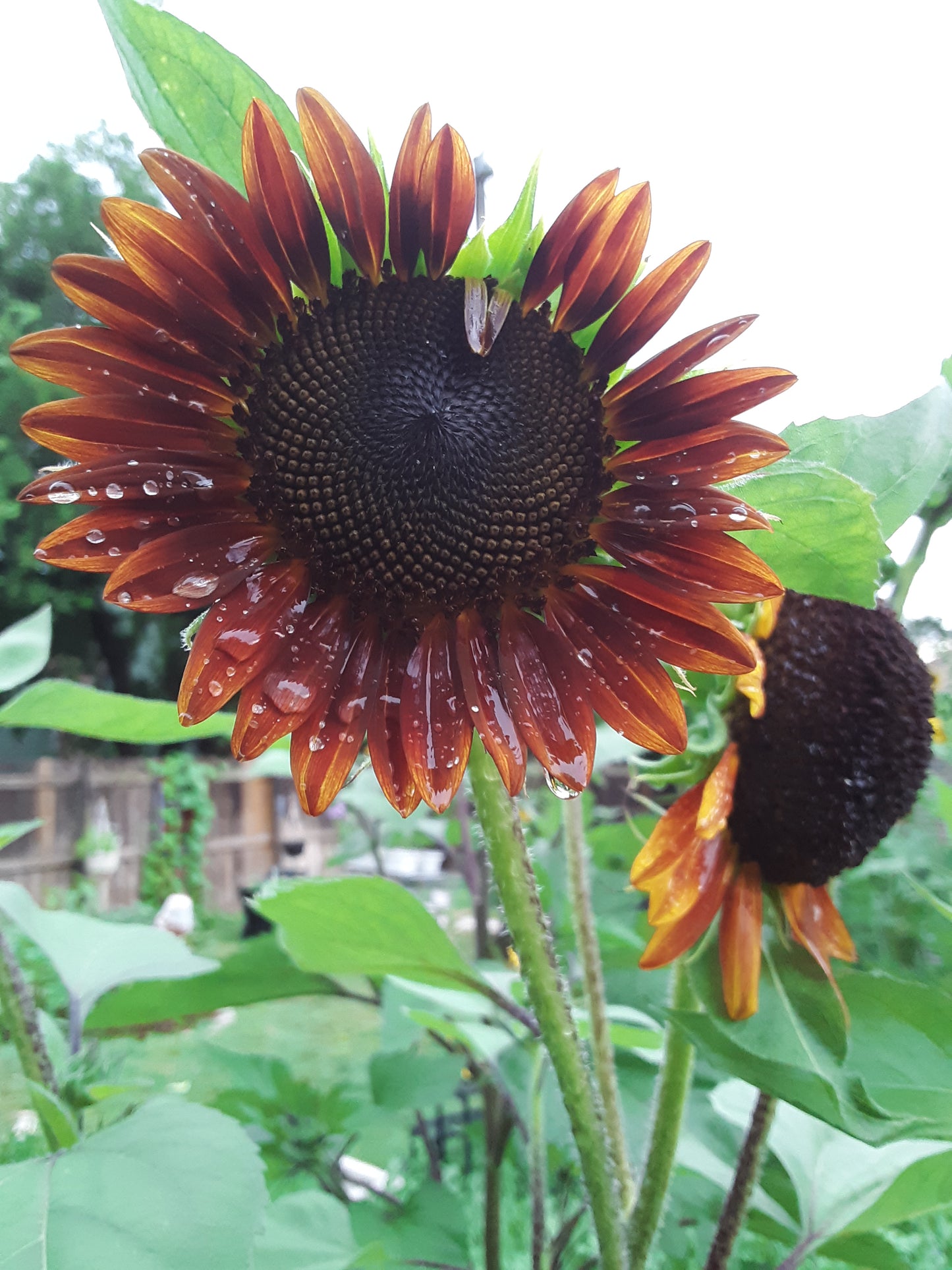 Sunflower, Evening Sun Sunflower Seeds