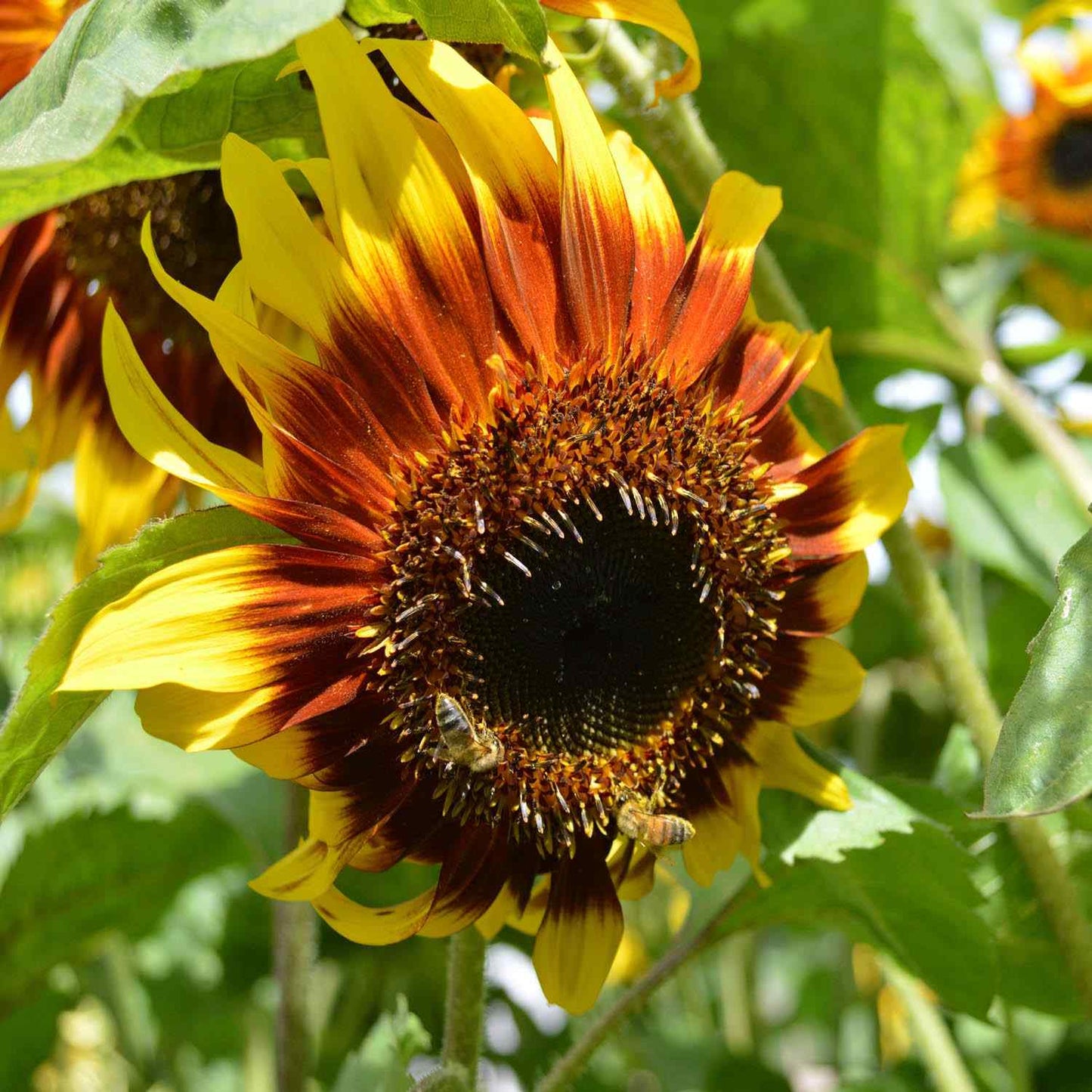 Sunflower, The Joker