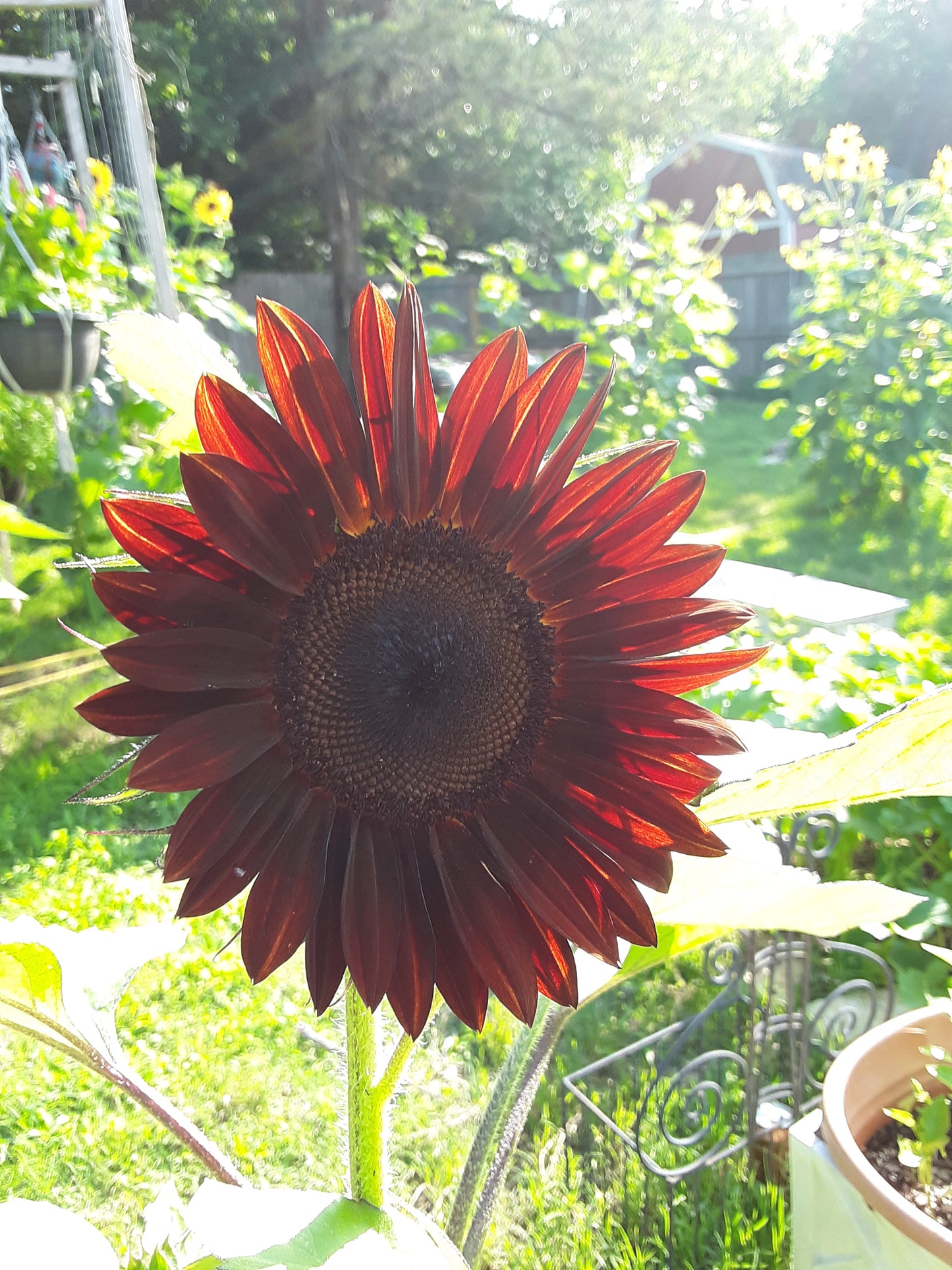 Sunflower, Rouge Royale