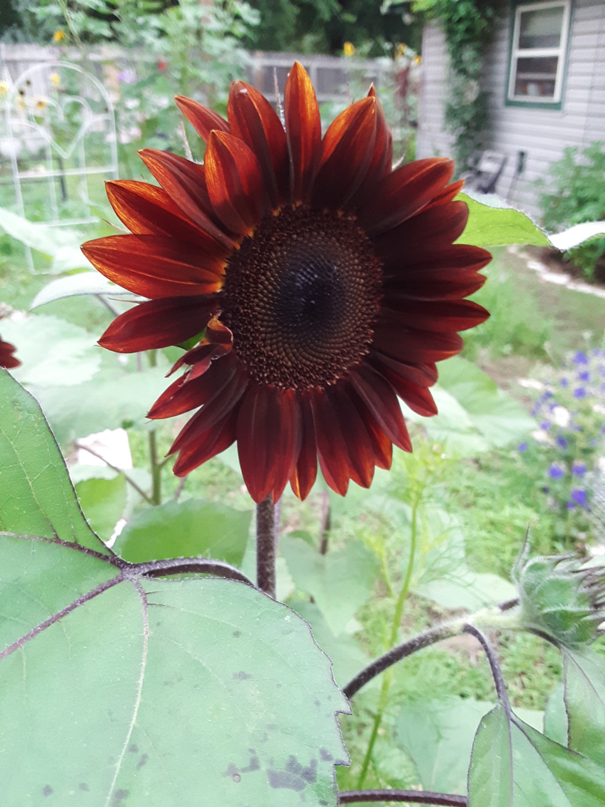 Sunflower, Rouge Royale