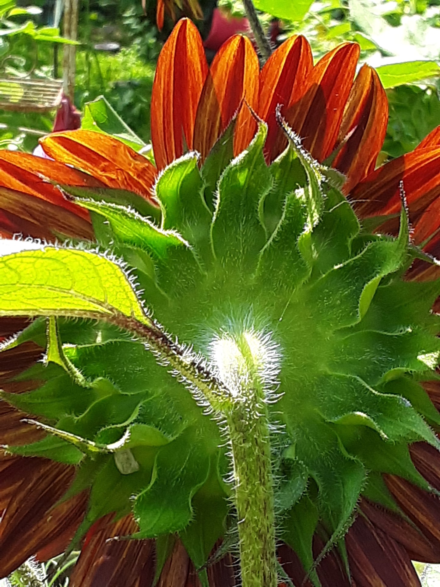 Sunflower, Rouge Royale