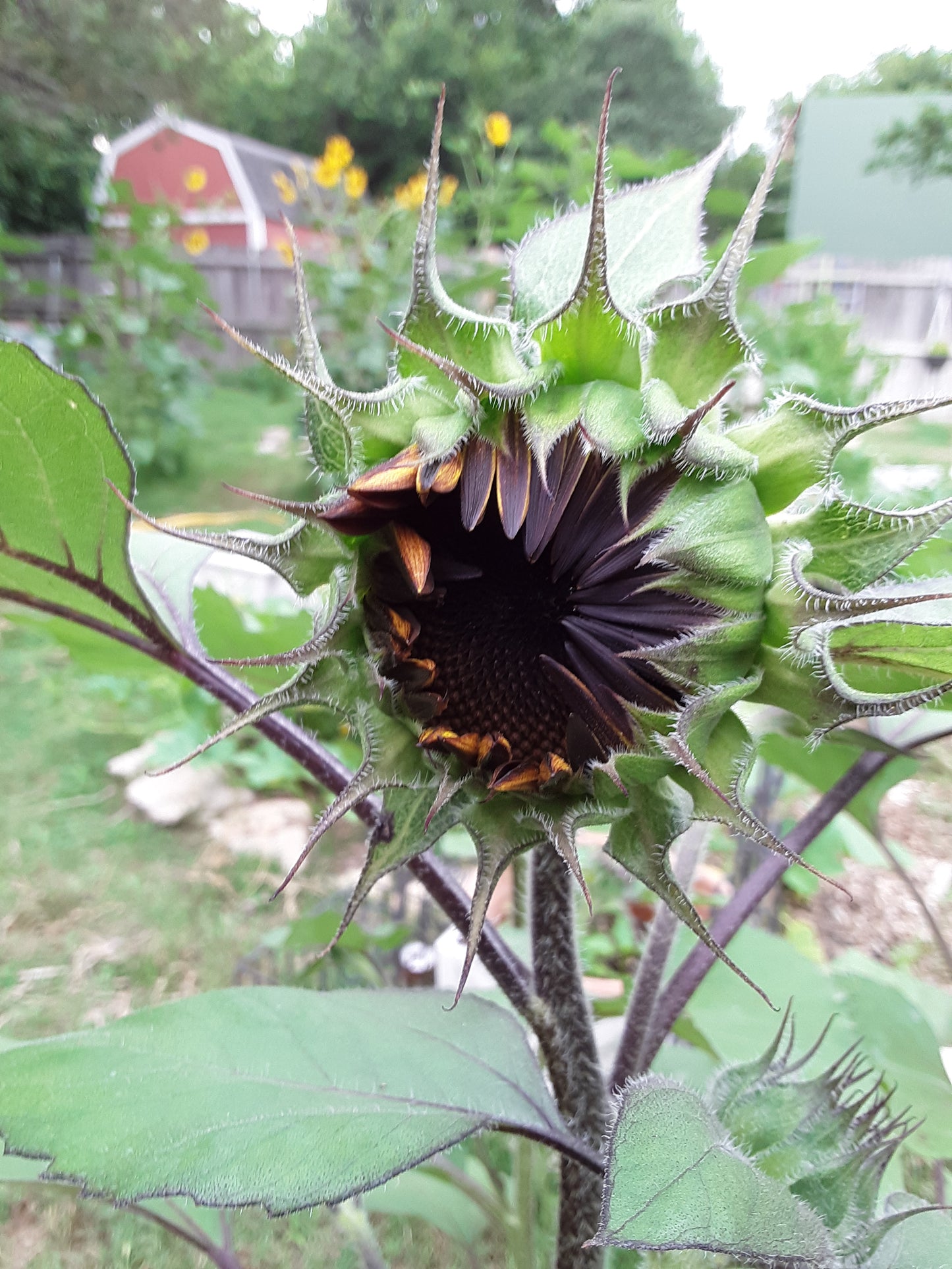 Sunflower, Rouge Royale