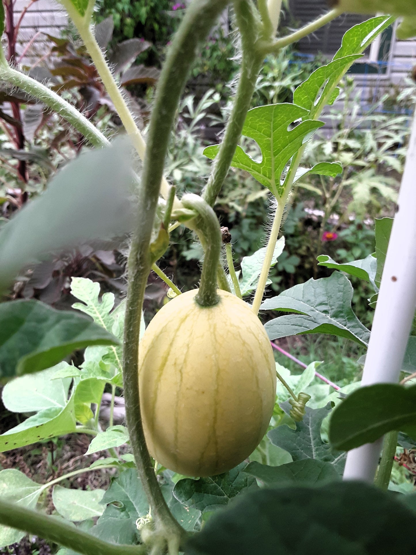 Watermelon, Lemon Drop Seeds