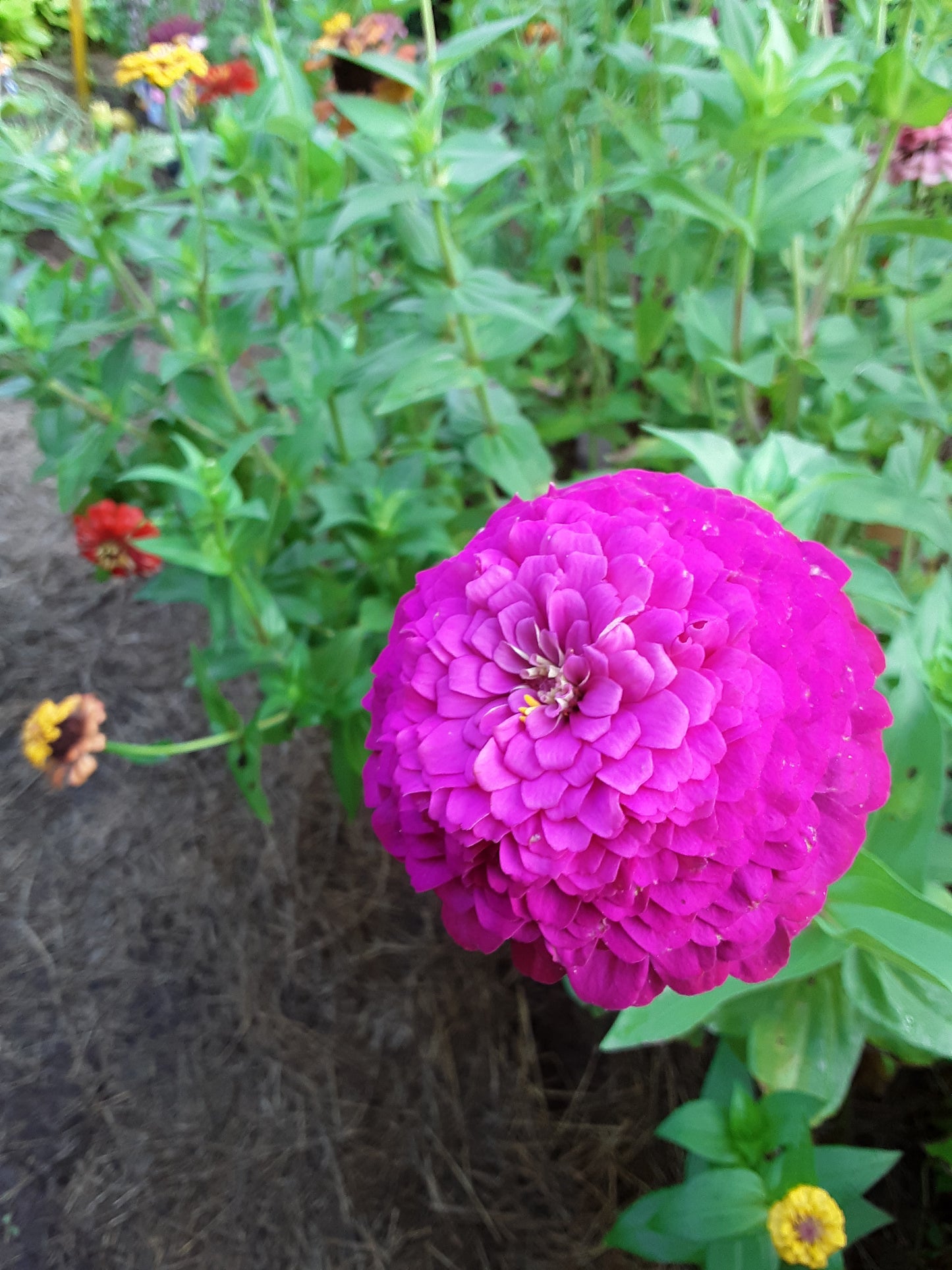 Zinnia Hot Pink Elegans Zinnia Seeds