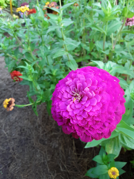 Zinnia Hot Pink Elegans Zinnia Seeds