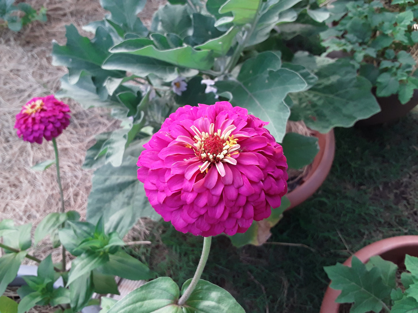 Zinnia Hot Pink Elegans Zinnia Seeds