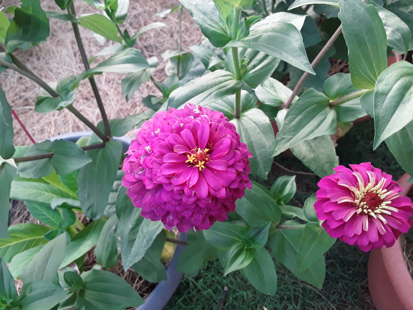 Zinnia Hot Pink Elegans Zinnia Seeds