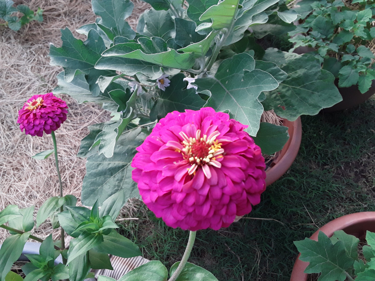 Zinnia Hot Pink Elegans Zinnia Seeds