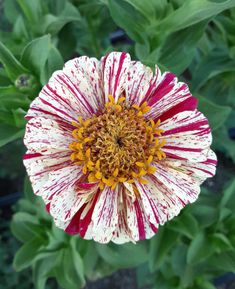 Zinnia Peppermint Stick Zinnia Mixed Seeds