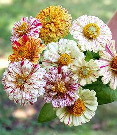 Zinnia Peppermint Stick Zinnia Mixed Seeds