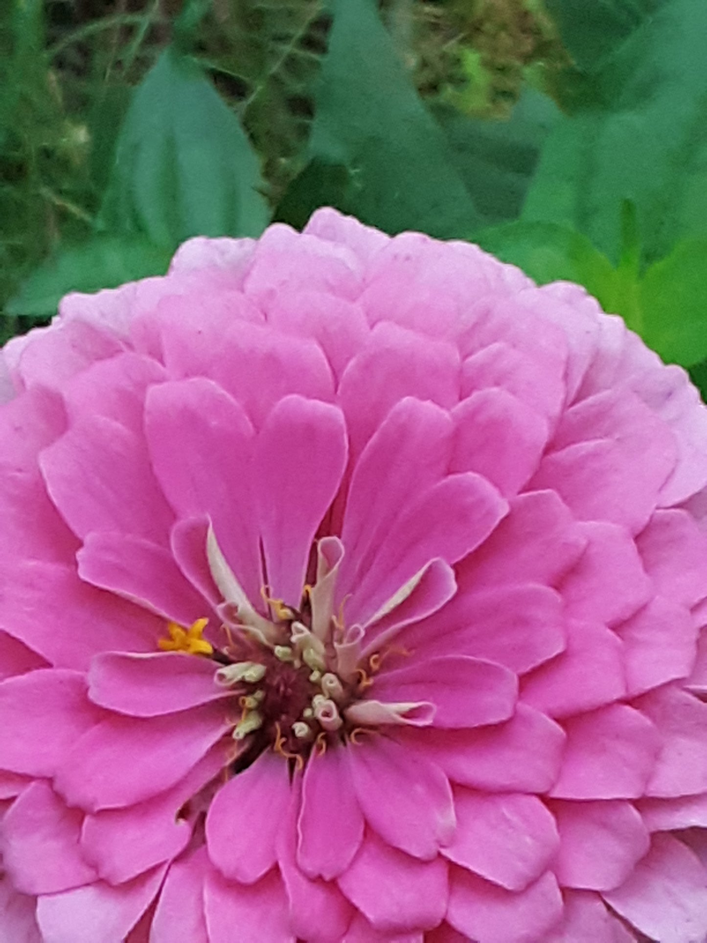 Zinnia Benary's Bright Pink Large Zinnias Seeds