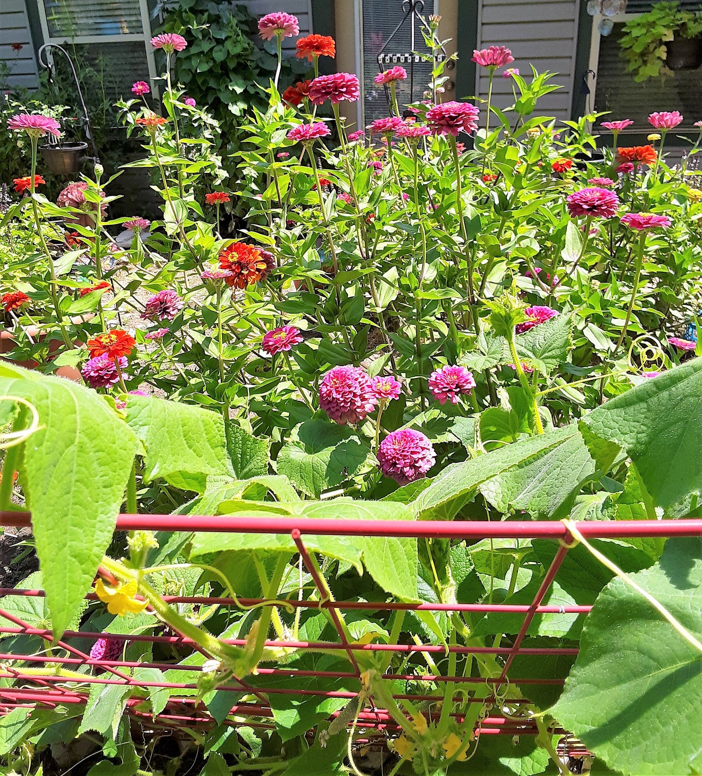 Butterfly Garden Mixed Flower and Herb Seeds