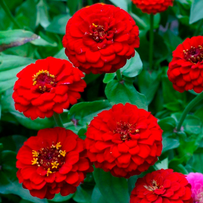 Zinnia Benary's Large Scarlet Zinnias Seeds
