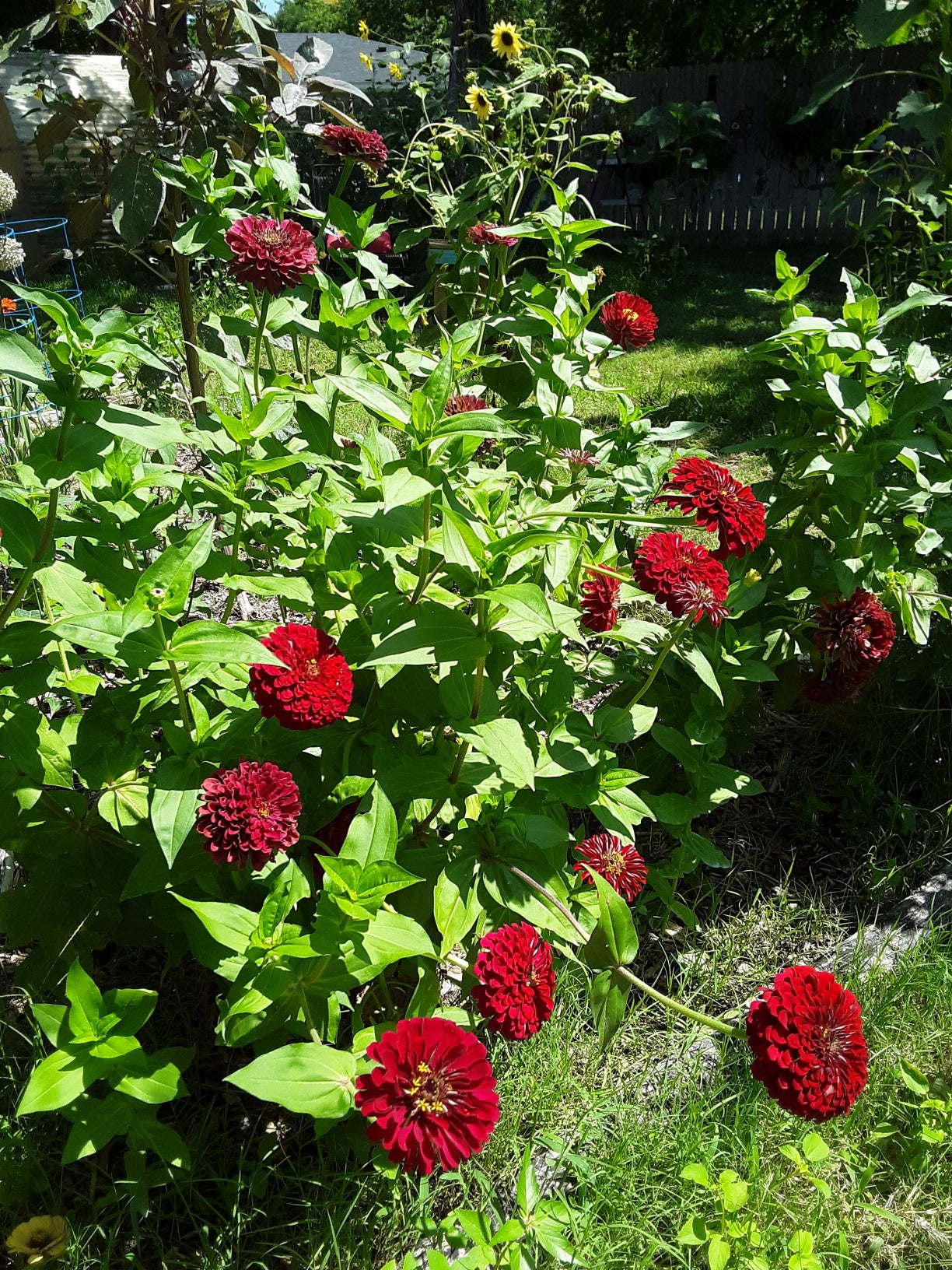 Zinnia Benary's Large Scarlet Zinnias Seeds