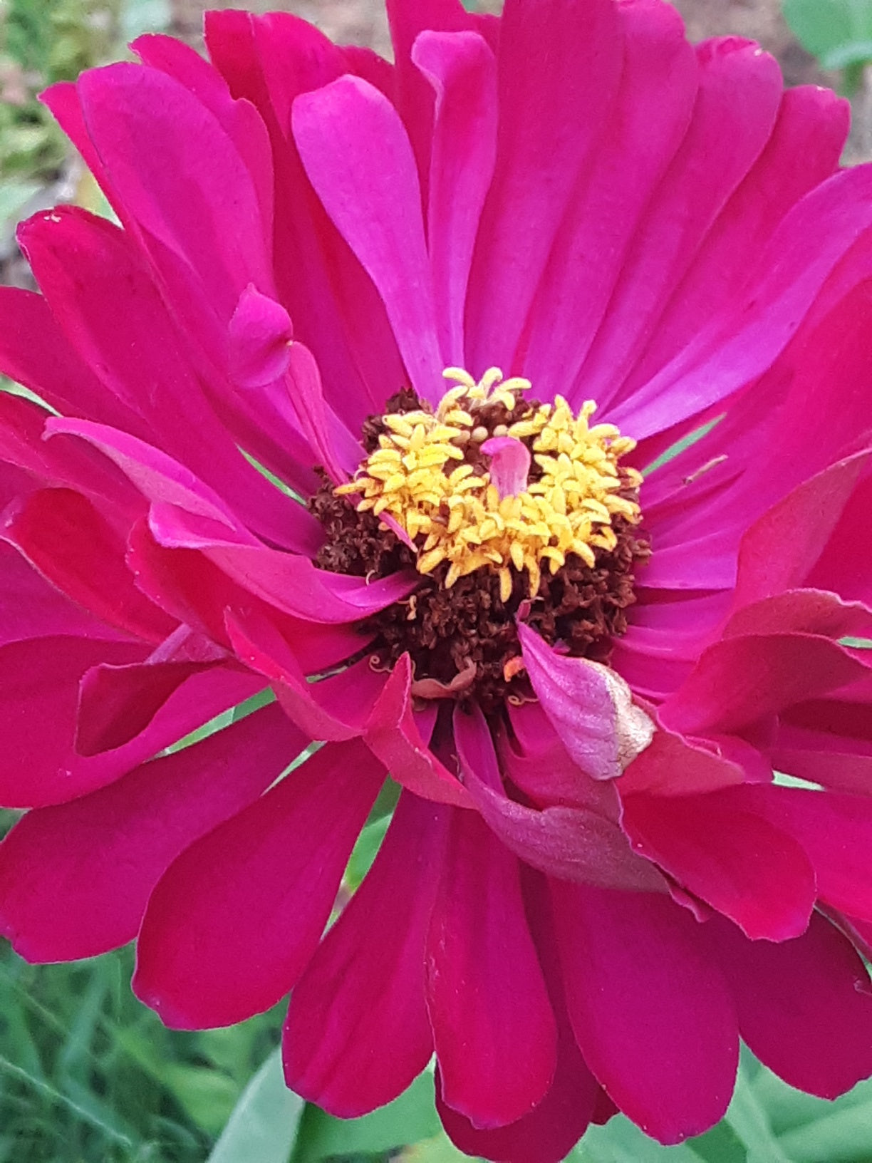 Zinnia Benary's Large Wine Zinnias Seeds