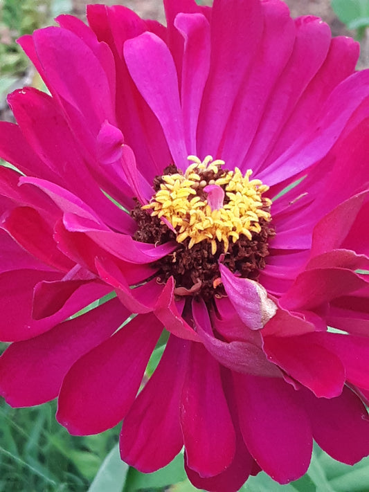 Zinnia Benary's Large Wine Zinnias Seeds