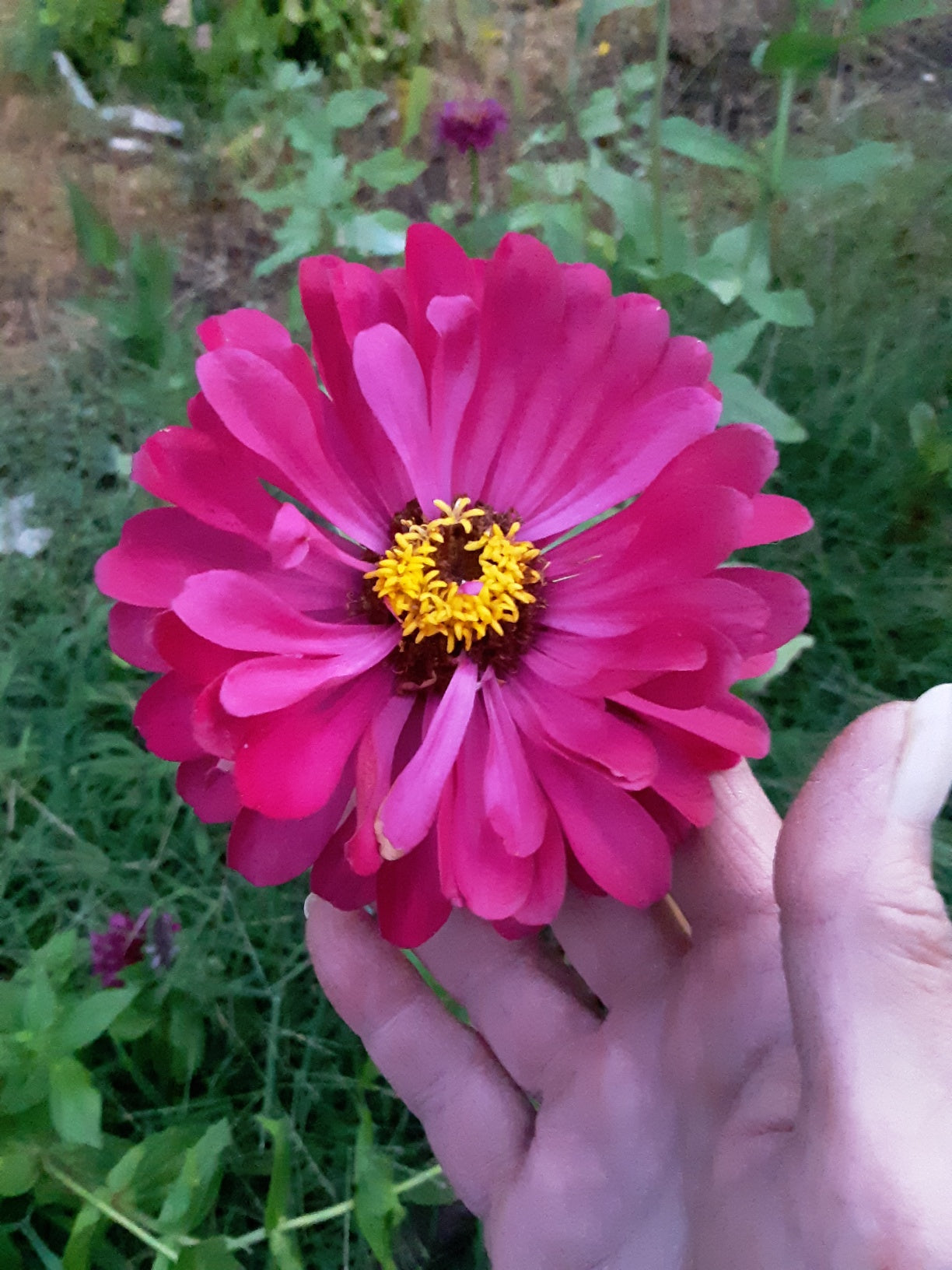 Zinnia Benary's Large Wine Zinnias Seeds