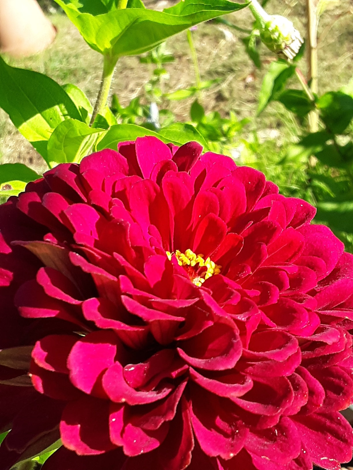 Zinnia Benary's Large Wine Zinnias Seeds