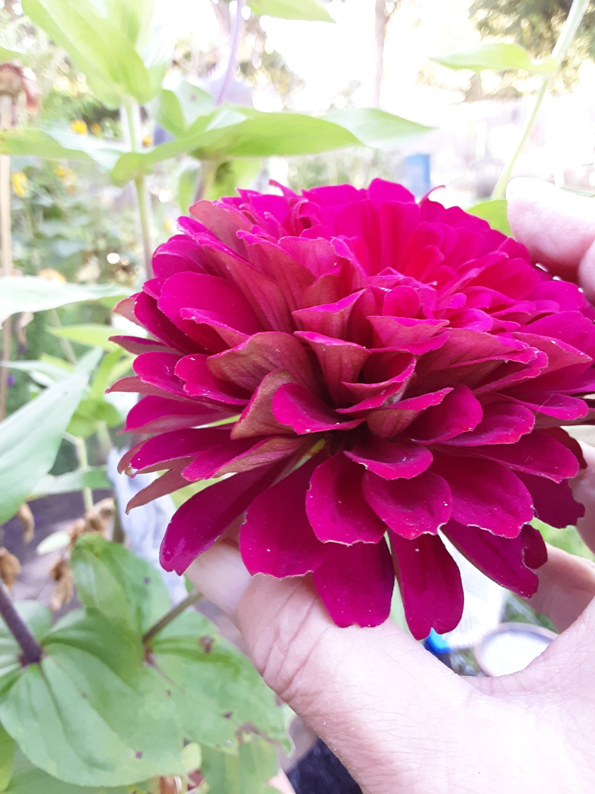 Zinnia Benary's Large Wine Zinnias Seeds