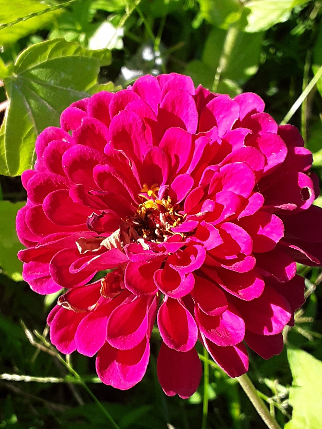 Zinnia Benary's Large Wine Zinnias Seeds