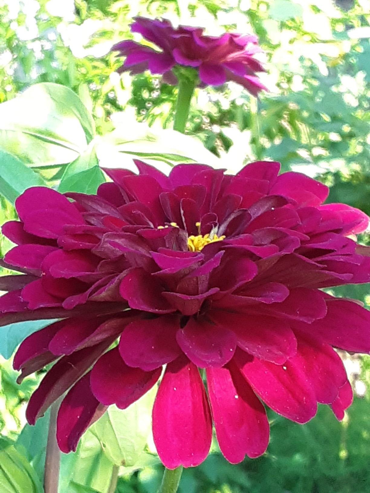 Zinnia Benary's Large Wine Zinnias Seeds