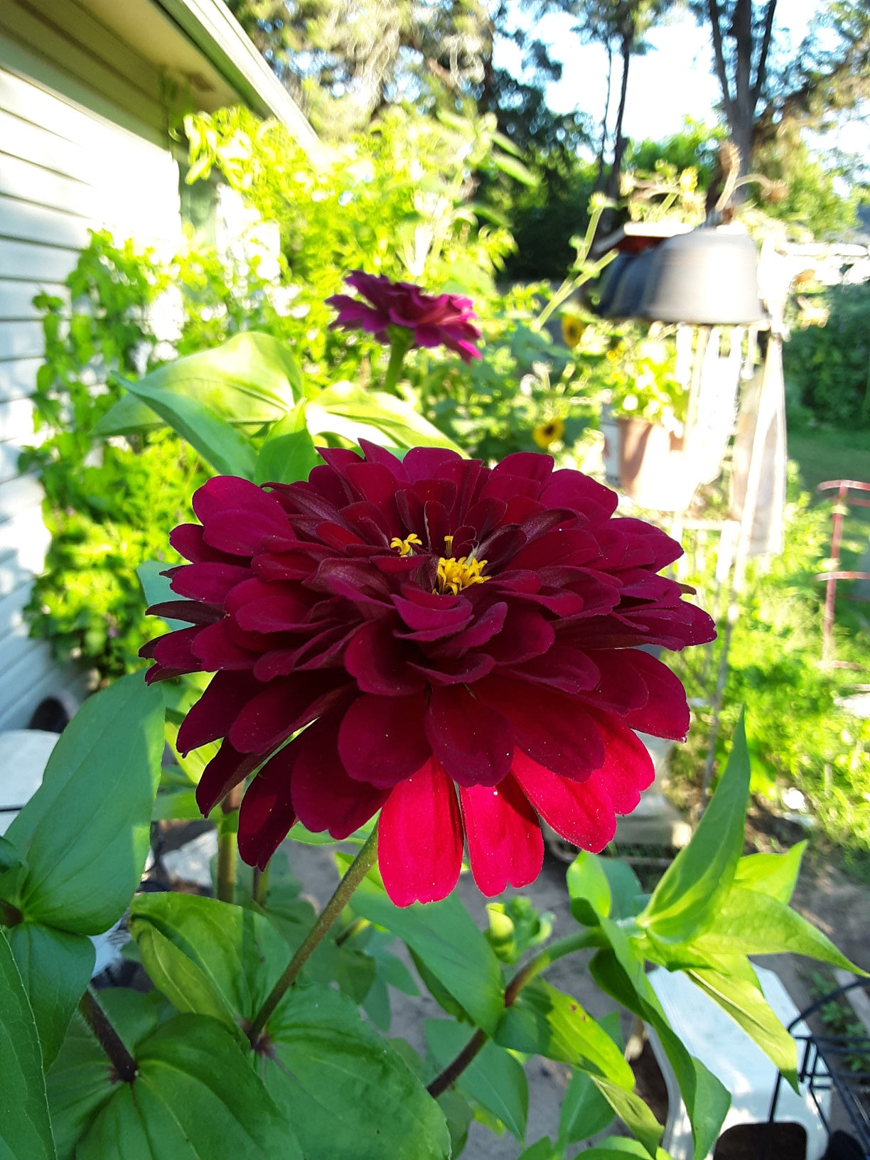 Zinnia Benary's Large Wine Zinnias Seeds