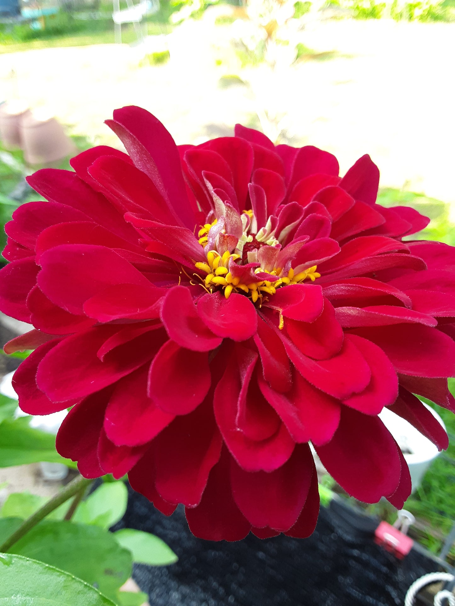Zinnia Benary's Large Wine Zinnias Seeds