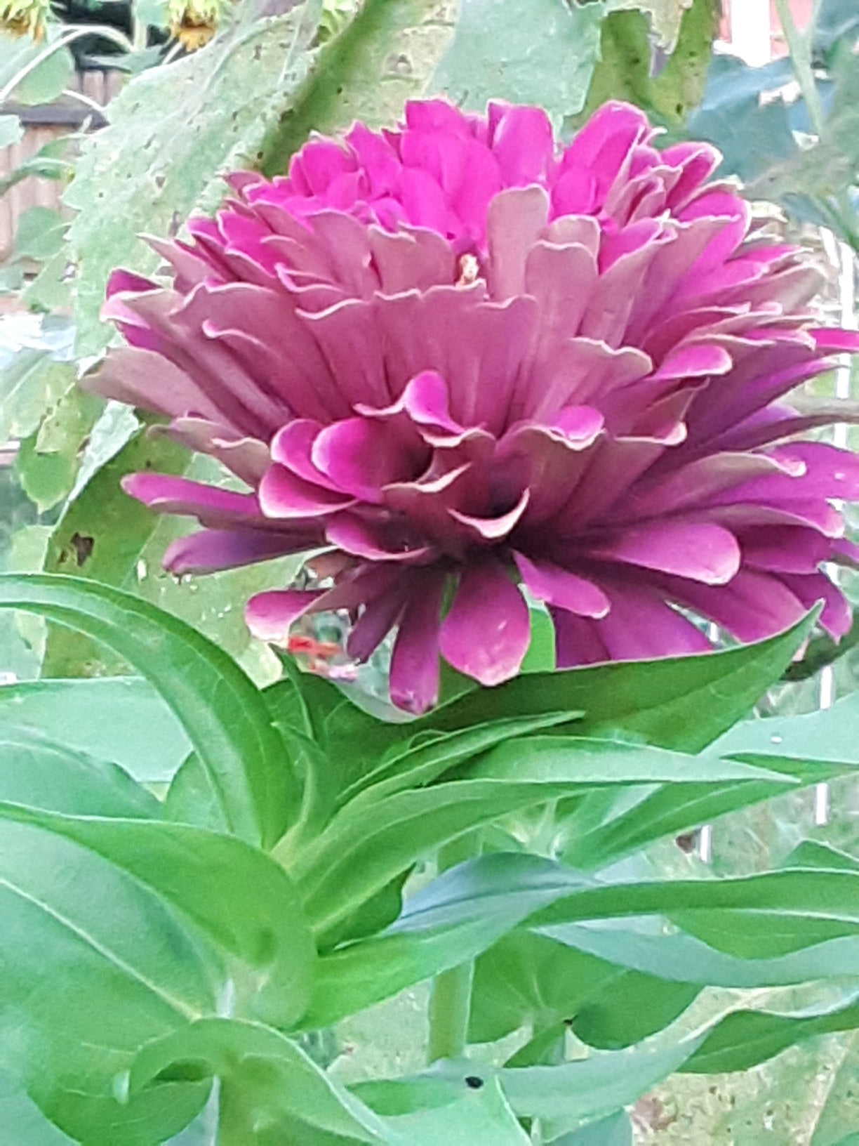 Zinnia Benary's Large Wine Zinnias Seeds