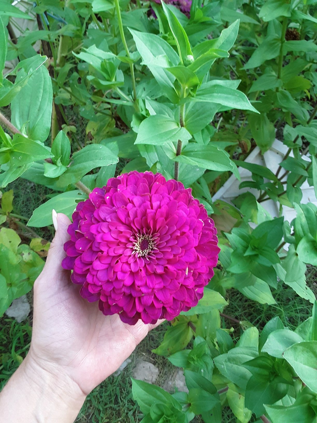 Zinnia Benary's Large Wine Zinnias Seeds