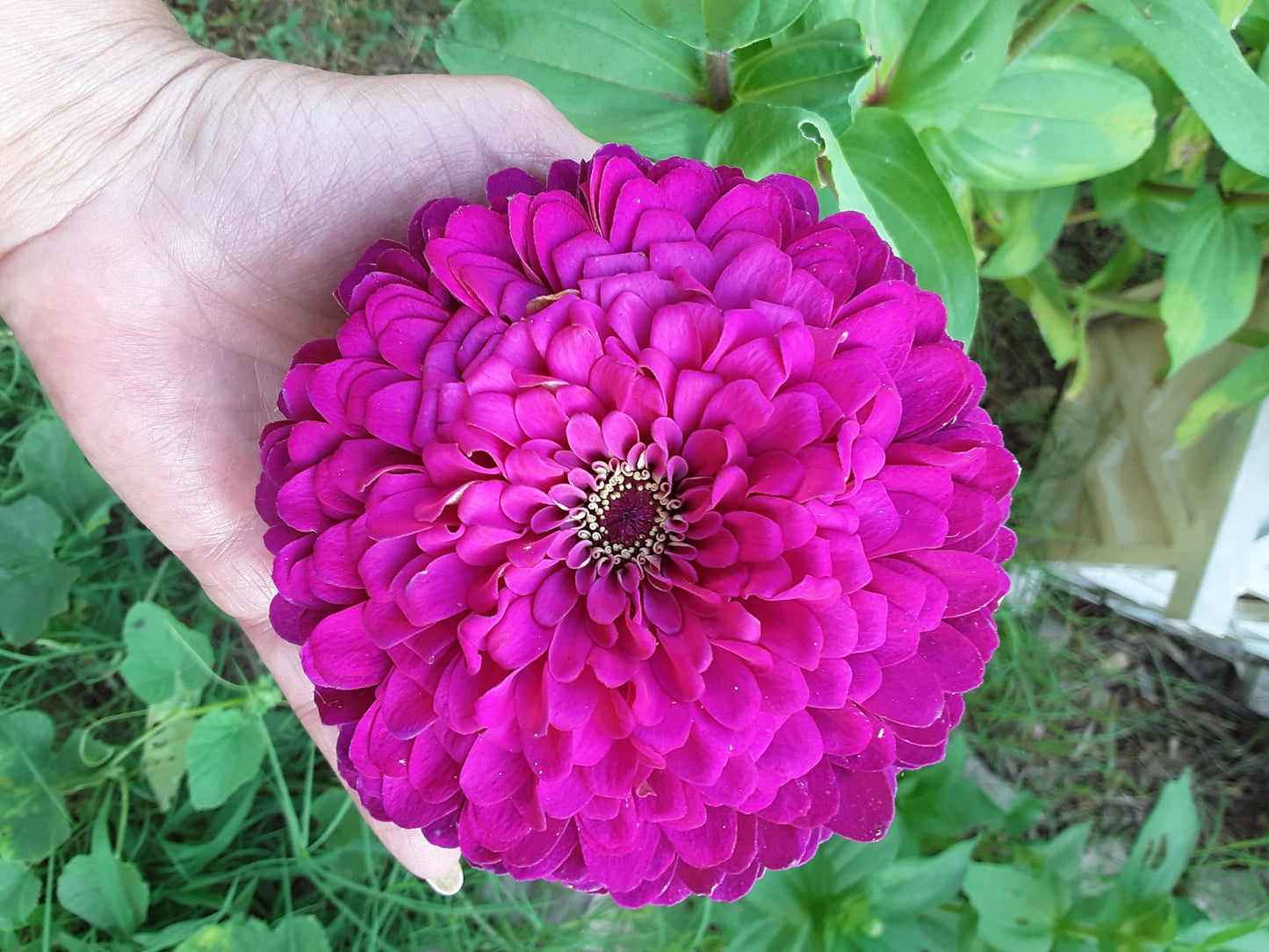 Zinnia Benary's Large Wine Zinnias Seeds
