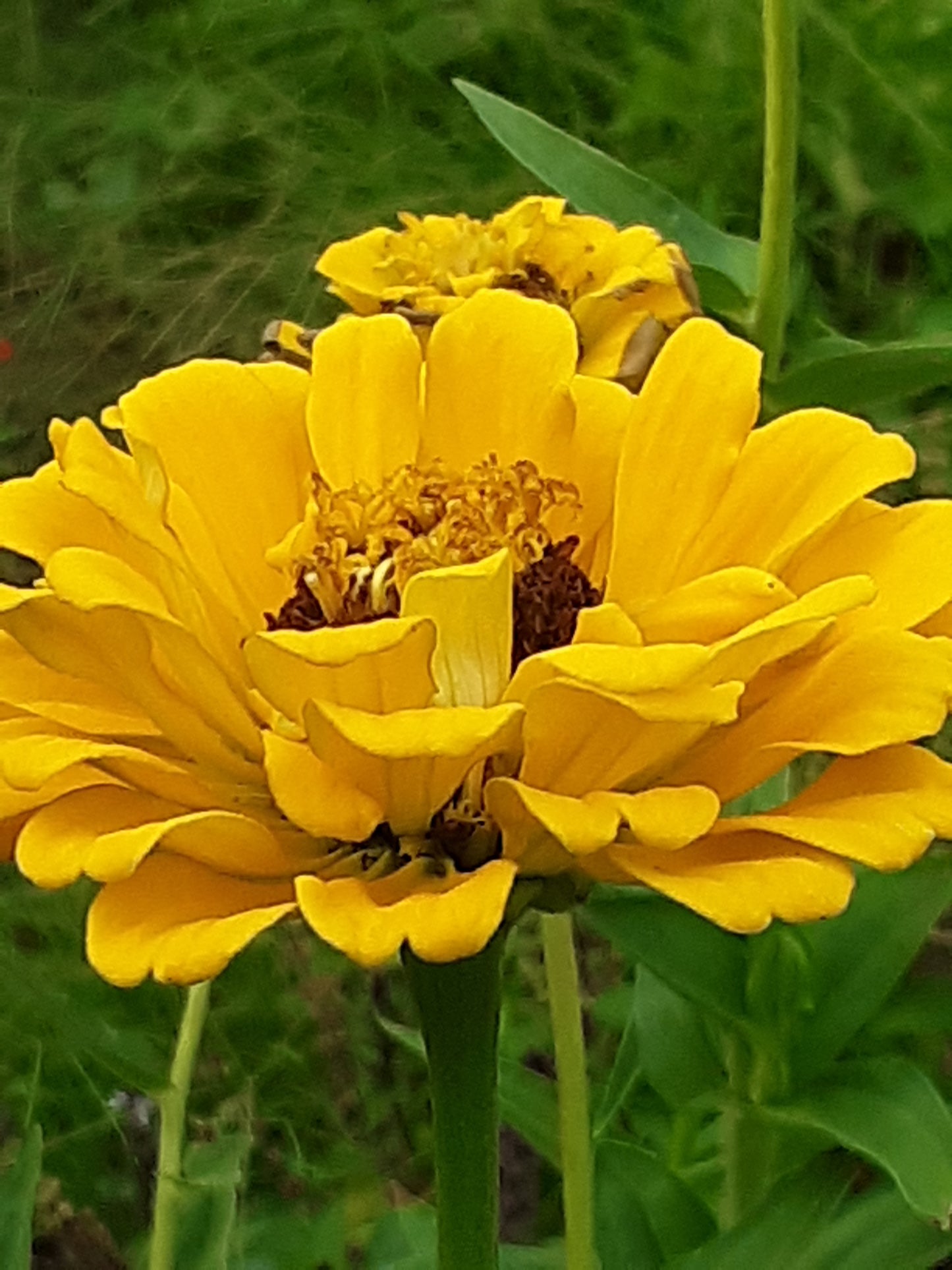 Zinnia Canary Bird Yellow Zinnia Seeds