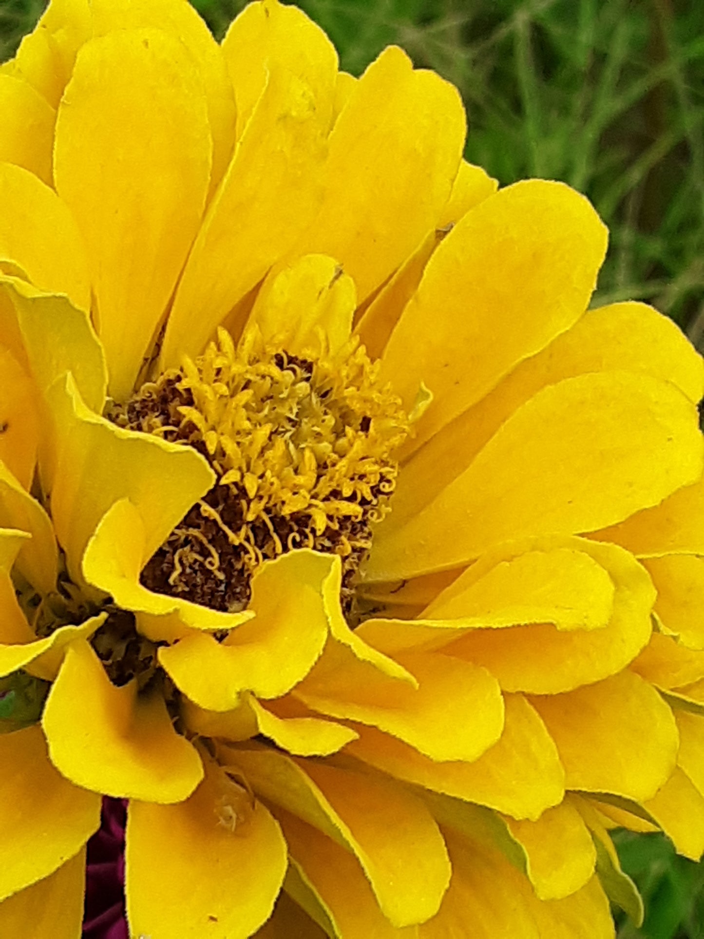 Zinnia Canary Bird Yellow Zinnia Seeds