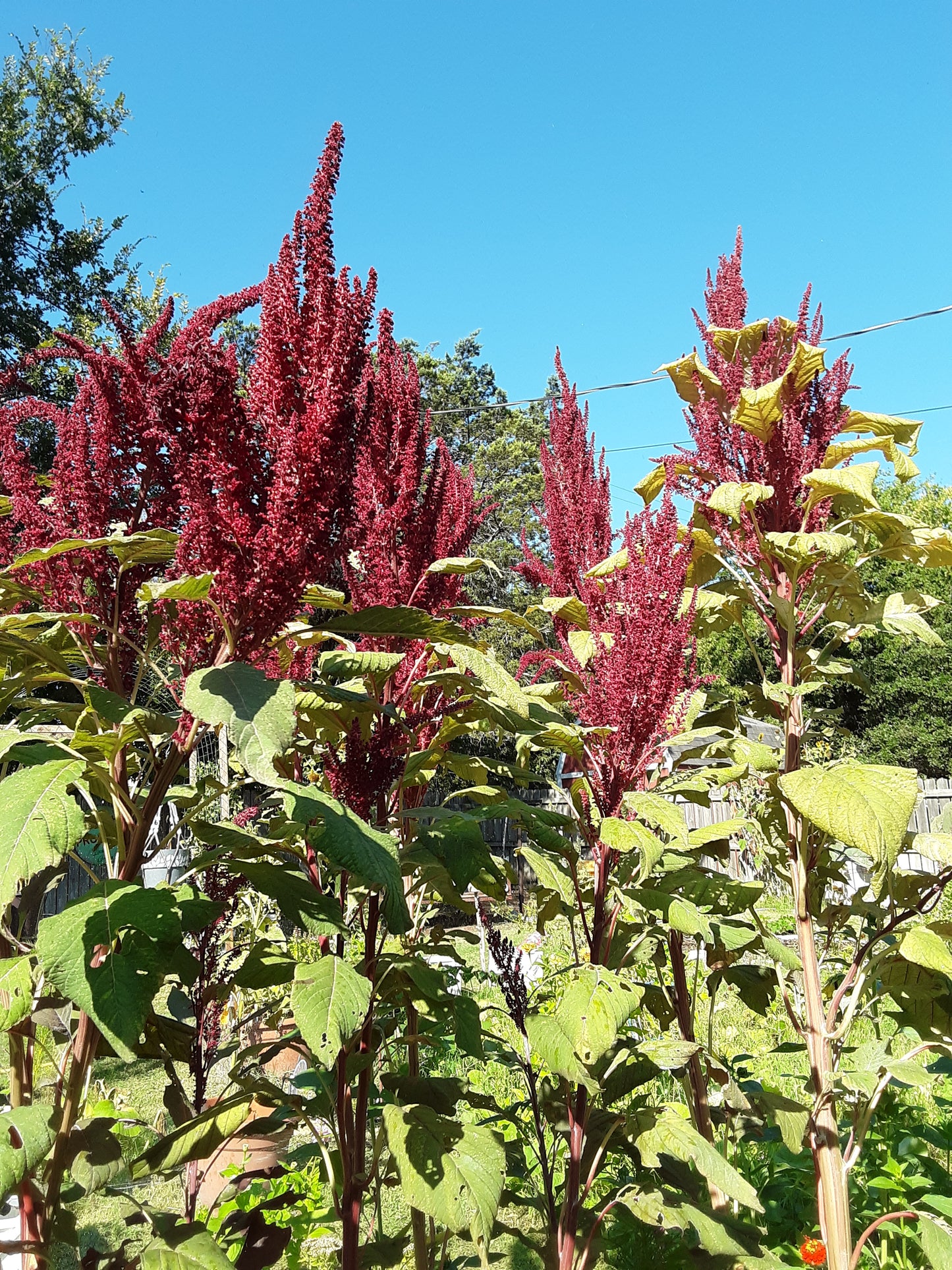 Amaranth Red Garnet Seeds (herb)