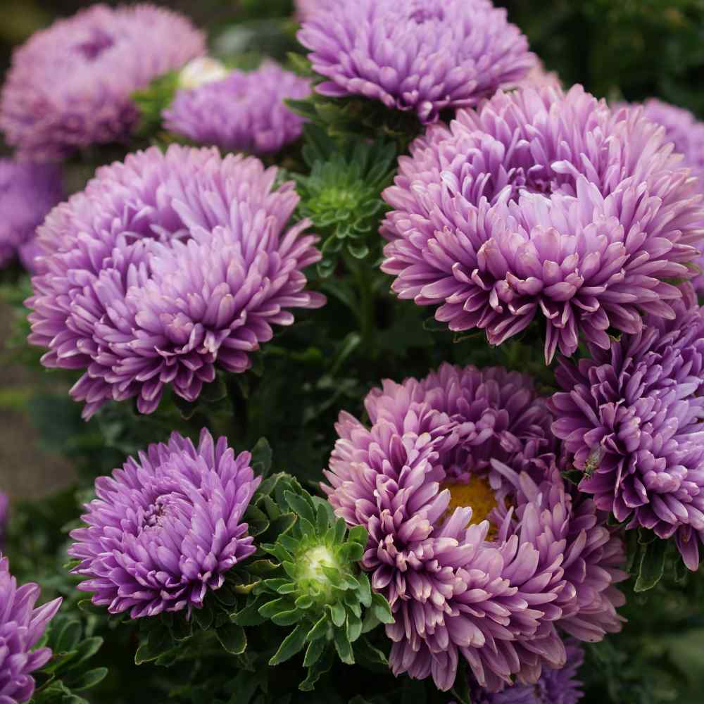 Aster China Mixed Seeds