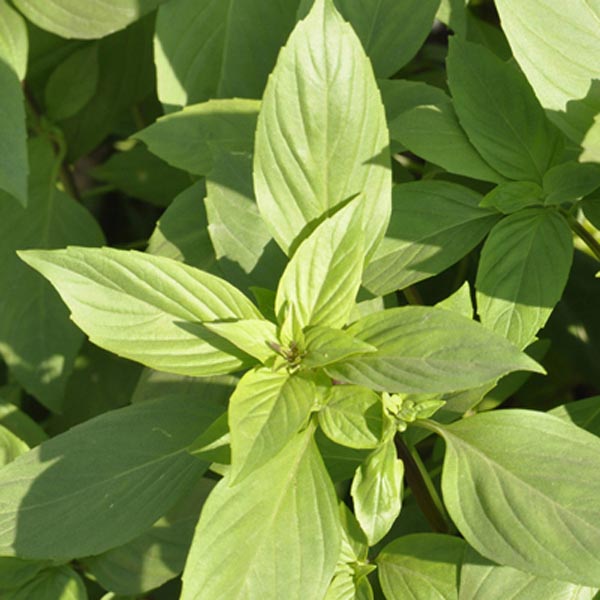 Basil, Lemon Basil Seeds
