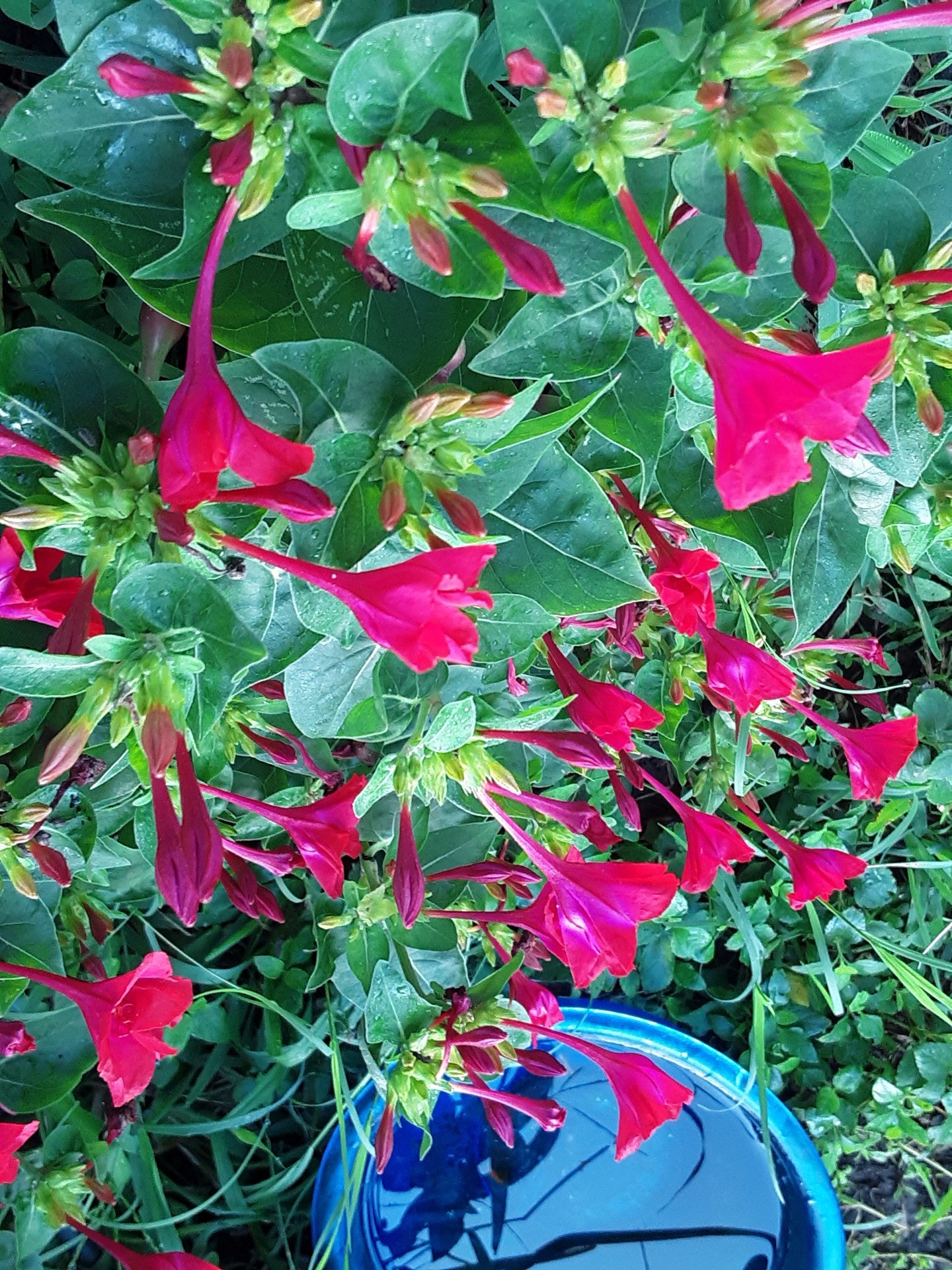 Four O Clock Red Bloom Seeds