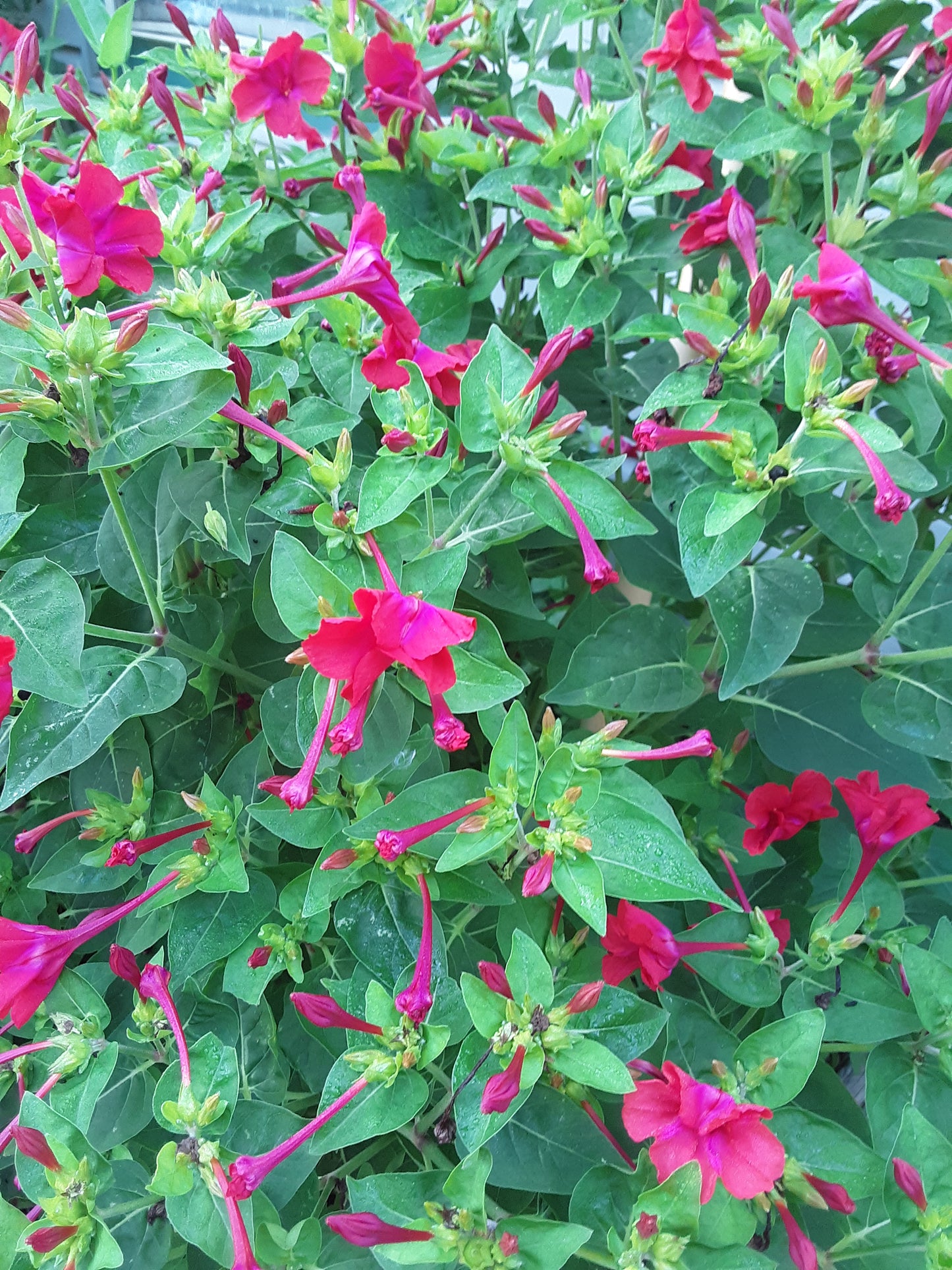 Four O Clock Red Bloom Seeds
