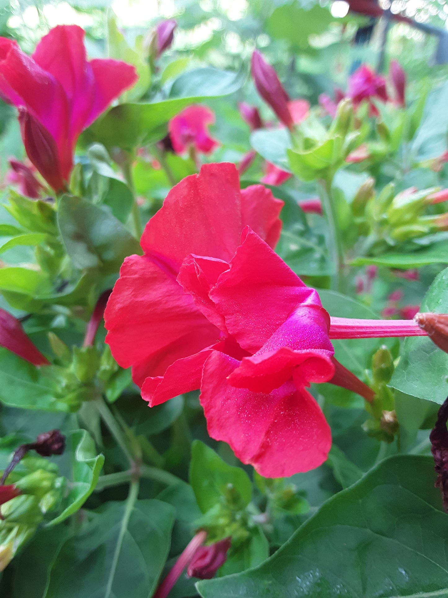 Four O Clock Red Bloom Seeds
