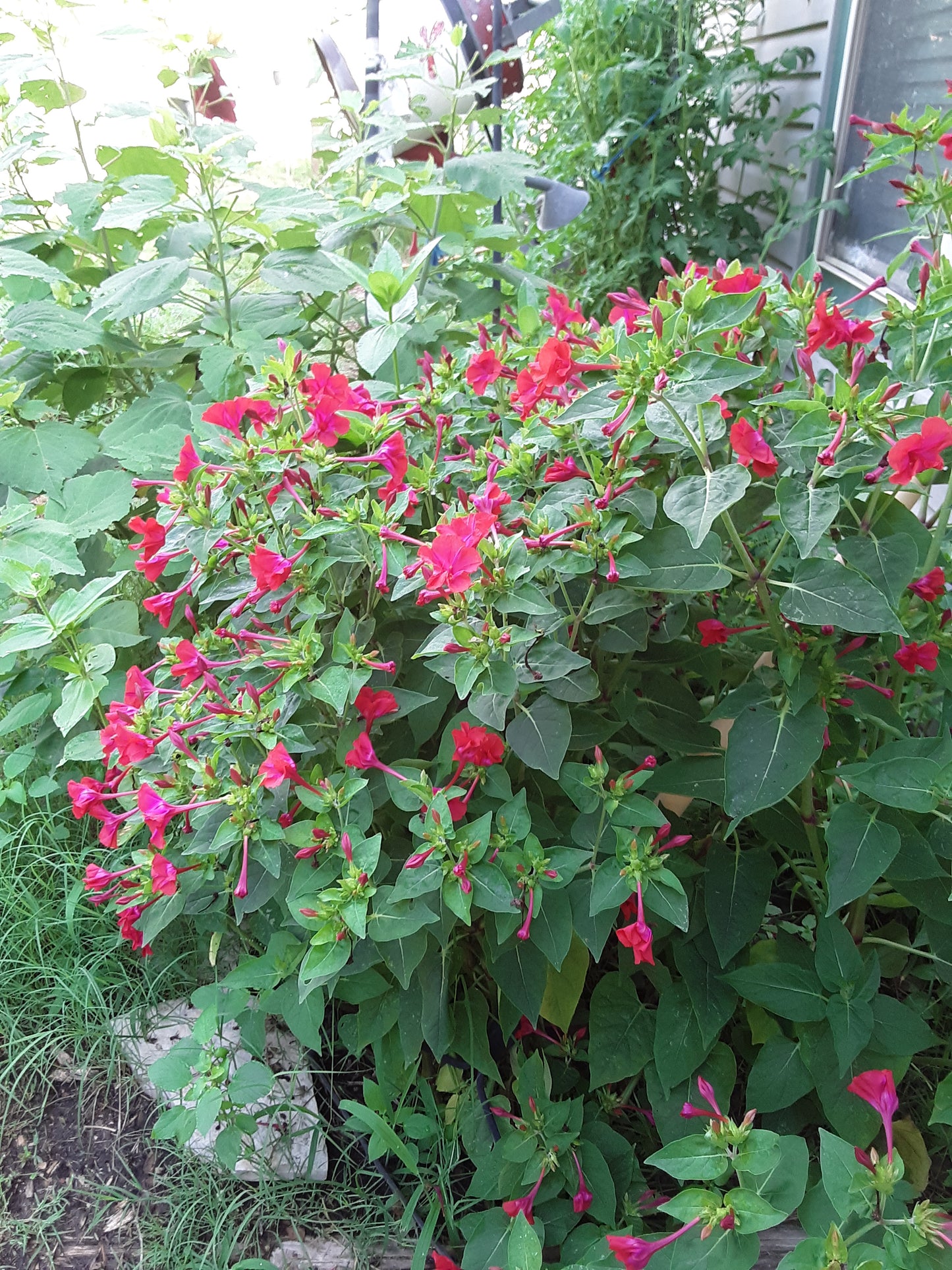 Four O Clock Red Bloom Seeds