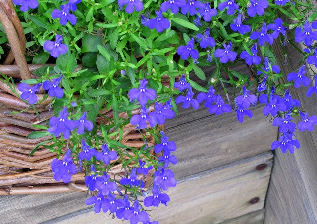 Lobelia, Blue Heaven Trailing Lobelia Herb Seeds