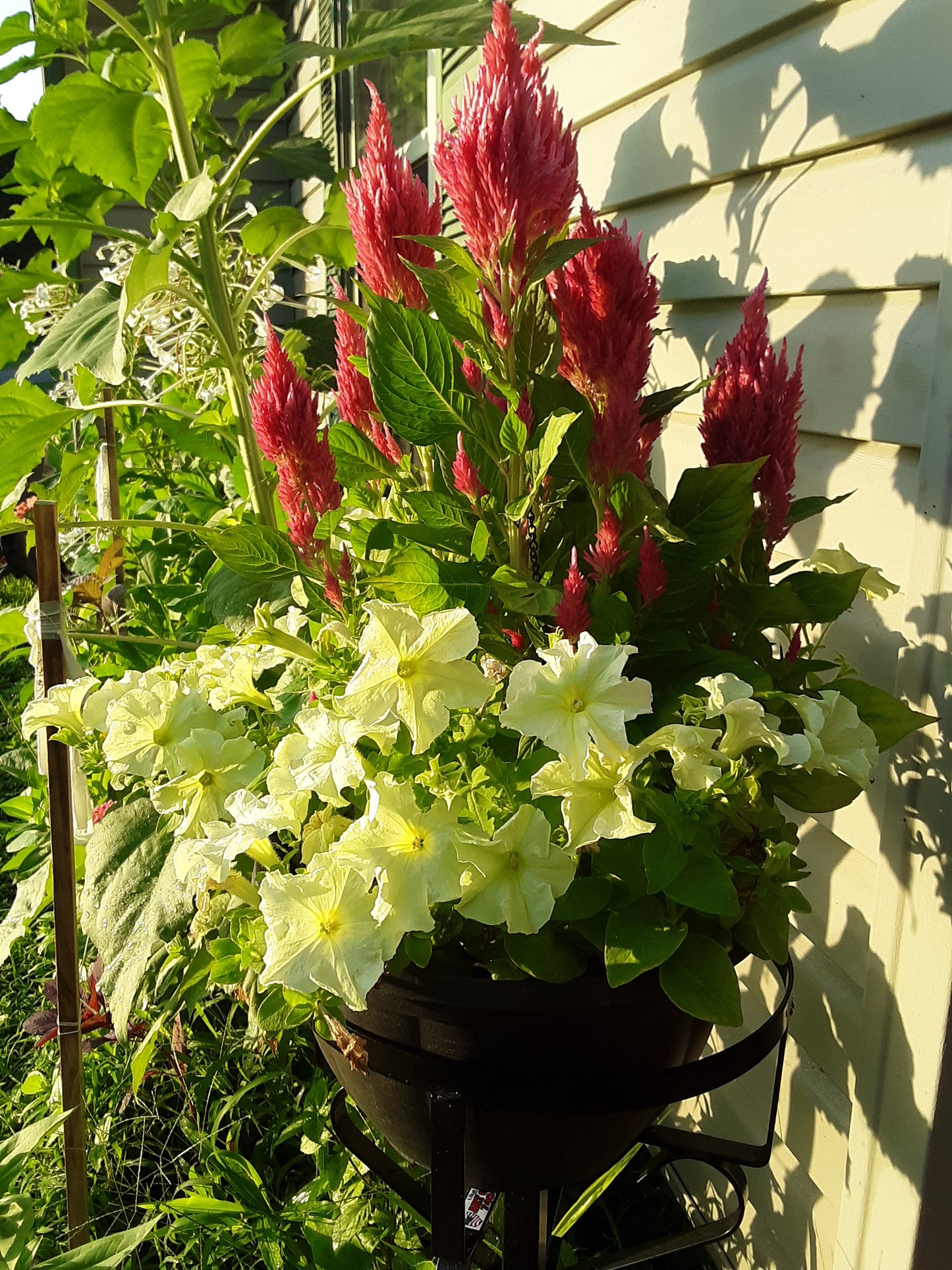 Celosia Seeds, Pink Blooms