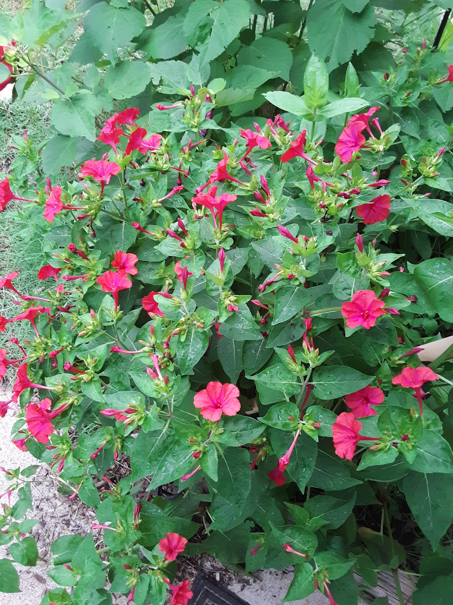 Four O Clock Red Bloom Seeds