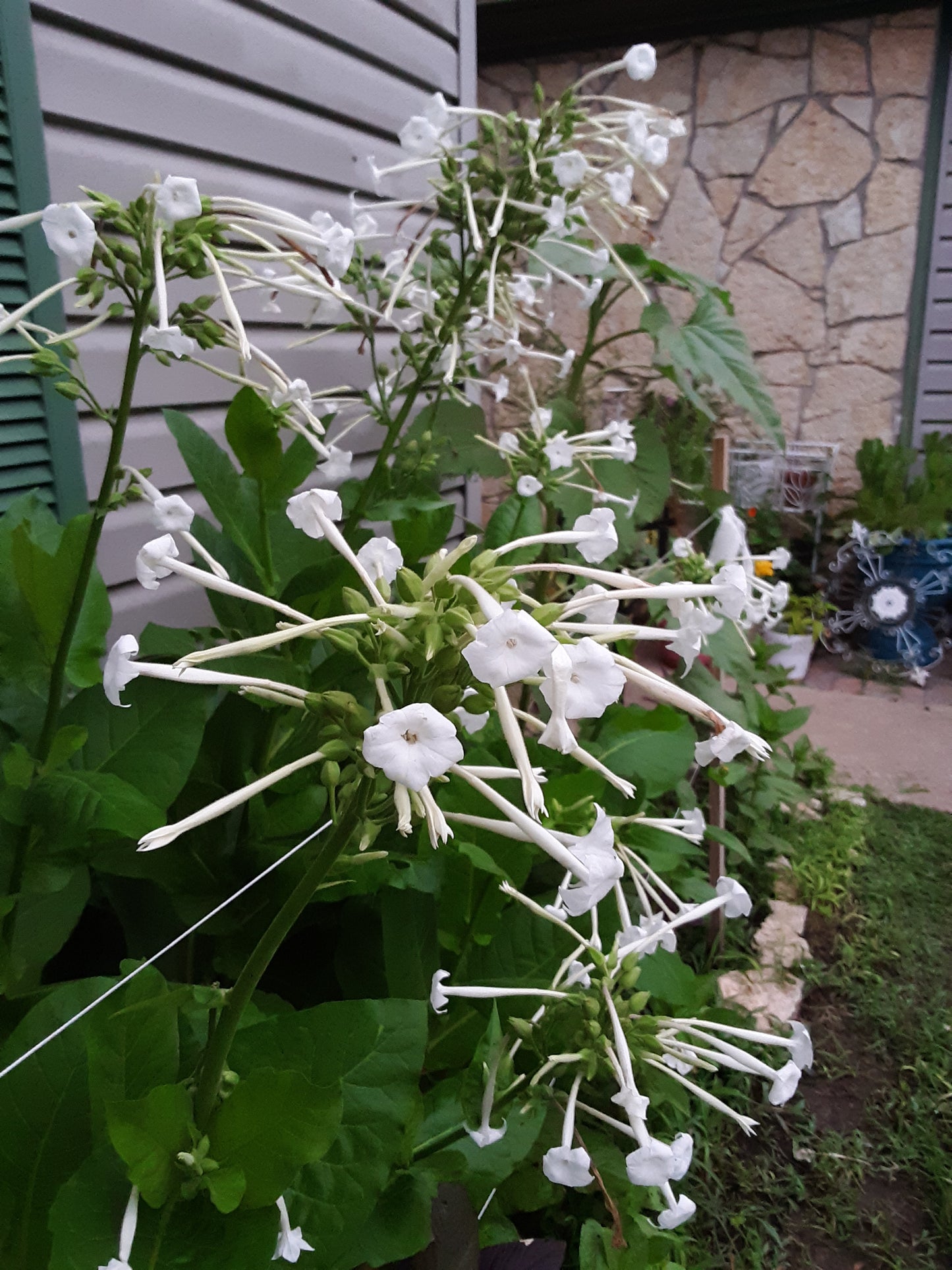 Night Scented Tobacco