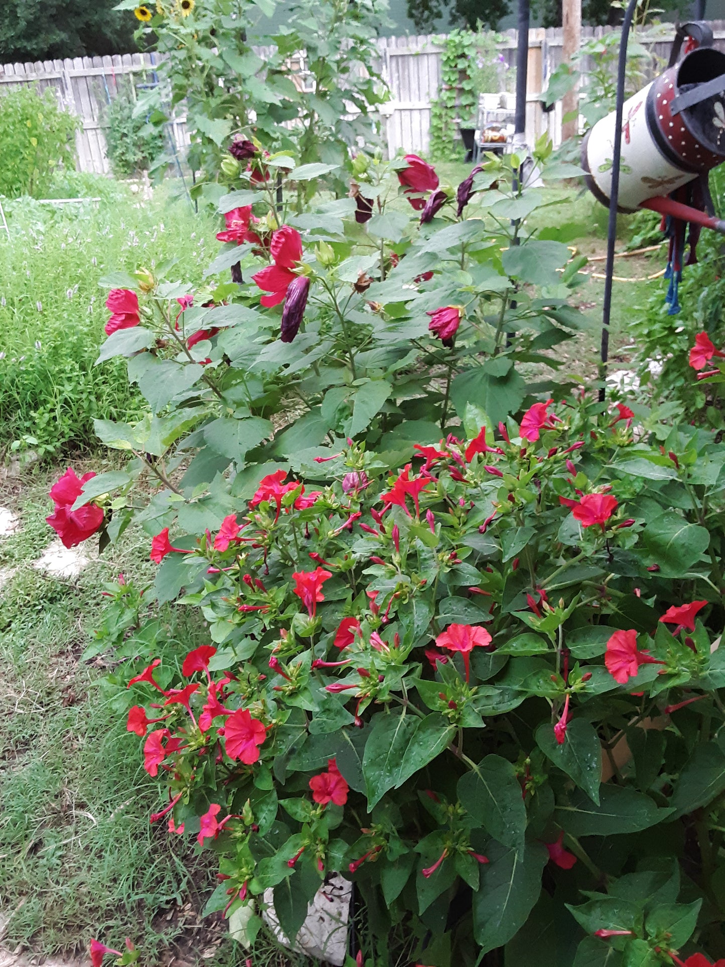 Four O Clock Red Bloom Seeds