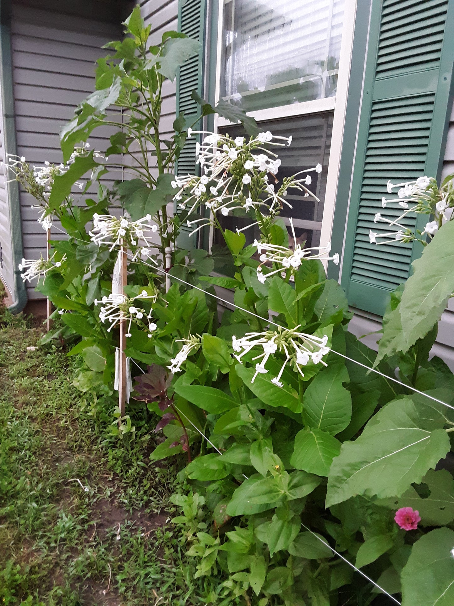 Night Scented Tobacco