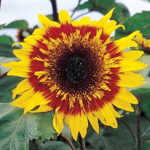 Sunflower, The Joker