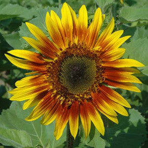 Sunflower, The Joker